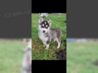 Typick� �t���tka sibi�sk�ho husky s FCI / VDH / DCNH