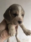 �t��ata Blue Beagle