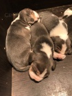 �t��ata Blue Beagle