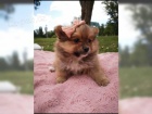   Cistokrevn� Kc Registrov�no Pomeranian - �t��ata