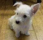 Roztomil� �t���tka z West Highland Terrier