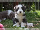  tata Bearded Collie samci a samice