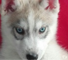 Sibi�sk�ho huskyho - Husky - �t��ata