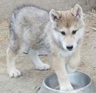 �t��ata �eskoslovensk�ho vl��ho psa