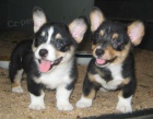 Cardigan Welsh Corgi pro nov domy