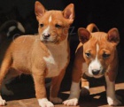 2 Basenji loveck tata