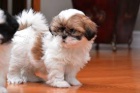   mini tata Shih-Tzu