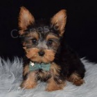 jork��rsk� �t��ata