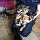 jork��rsk� �t��ata