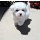 maltsk� �t��ata