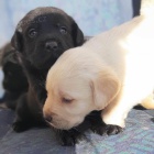 K dispozici skv�l� �t���tka labradora. Vysok� genealog. Na�e �t���tka se prod�vala s kompletn�m vakcina�n�m protokolem, proveden� intern� a extern� parazit�rn� o�et�en� a ��edn� osv�d�en� o osvobozen� od d�di�n�ch chorob rodi��. Vyb�r�me vhodn� rodiny, kt