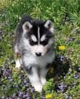 k dispozici sibi�sk� husky.