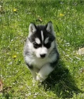 k dispozici sibi�sk� husky.