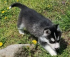 k dispozici sibi�sk� husky.
