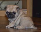 Mops �t��ata