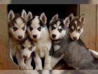 Sibi�sk� husky - �t��ata s PP