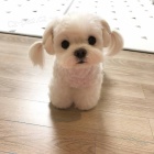 P�ed�v�m sv� maltsk� �t���tka k adopci zdarma, pro v�ce informac� kontaktujte jejich WhatsApp.