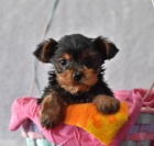 P�ed�v�m sv�j yorkshire zdarma k adopci, kontaktujte pros�m jejich WhatsApp pro v�ce informac�.