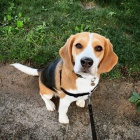 �t��ata beagle k dispozici, pros�m, kontaktujte pod�l sv�ho WhatsApp ��sla.