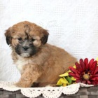 P�ed�v�m sv�j medv�dek k adopci zdarma, pro v�ce informac� kontaktujte jejich WhatsApp.