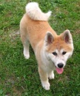 Akita inu �t��ata jsou k dispozici, pros�m, kontaktujte pod�l sv�ho WhatsApp ��sla.