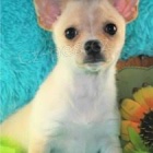 ��asn� �ivava �t��ata