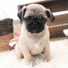 kr�sn� Mops �t��ata