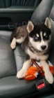 kr�sn� sibi�sk� husky �t��ata