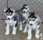 kr�sn� sibi�sk� husky �t��ata