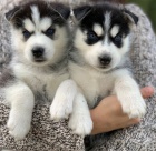 Sibi�sk� Husky �t��ata s PP