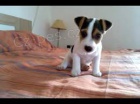 tata Jack Russell Terrier zoufale tou po novch rodich