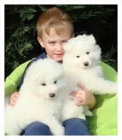 samojed chlupat ttka k adopci