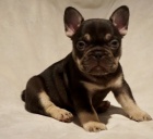 �t��ata Fr. buldoka