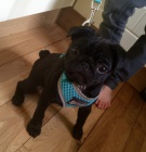 �istokrevn� mops d�ti