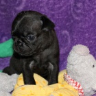 Registrovan� �t��ata Mops