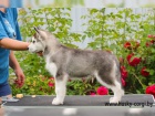 Cistokrevn� �tenata Sibirsky husky s v�born�m rodokmenem.