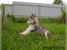 Cistokrevn� �tenata Sibirsky husky s v�born�m rodokmenem.