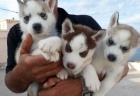 �t��ata sibi�sk�ho husky