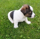 roztomil� �t���tka jack russell