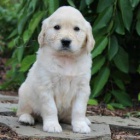 �t��ata zlat�ho retr�vra