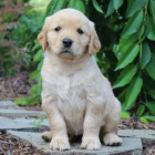 �t��ata zlat�ho retr�vra