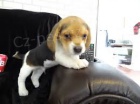 �t��ata beagle beagle