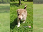  Sibi�sk� husky d�ti