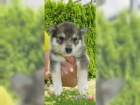  Sibi�sk� husky d�ti