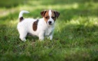�t��ata  jack russell