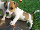 �t��ata  jack russell