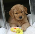 Zlat� retr�vr �t�n� na prodej