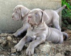 tata Neapolitan Mastiff