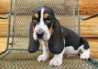 Basset Hound tata k adopci