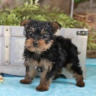 roztomil� york��rsk� �t��ata